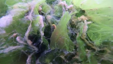 صور تحت الماء & # 39 ؛  مخاط & # 39 ؛  أنماط - رسم